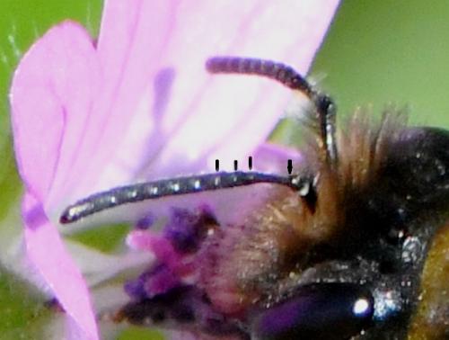 Andrena sp.